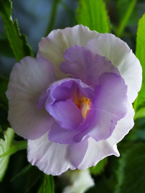  - Blue Temptation dublu