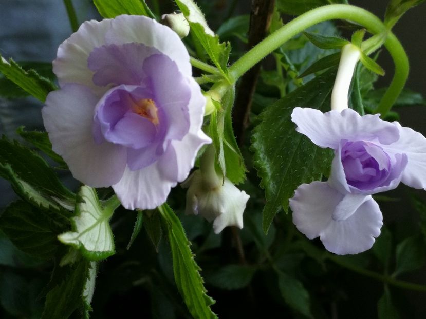  - Blue Temptation dublu