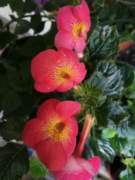  - Aquarius_achimenantha