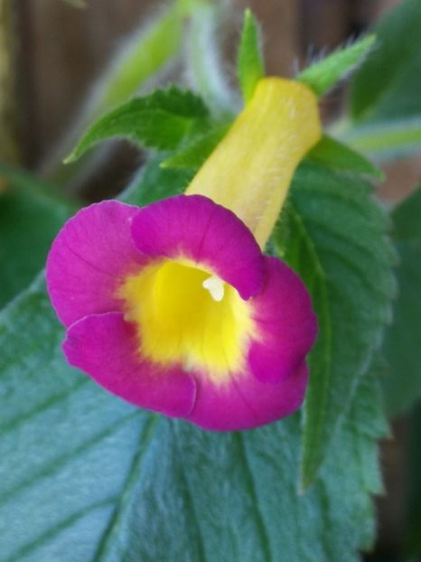  - Achimenes bicolor
