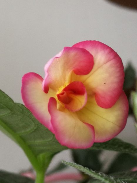  - Achimenes bicolor