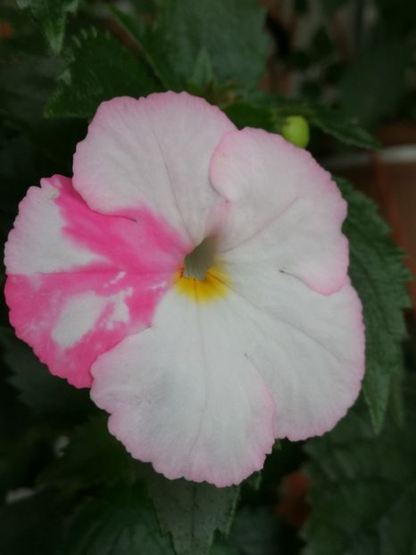  - Achimenes bicolor