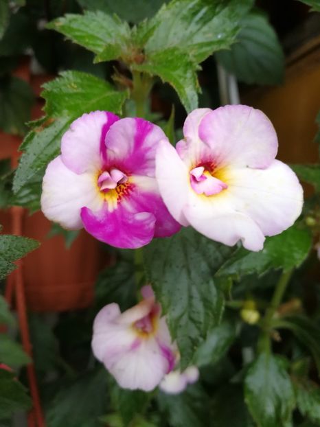  - Achimenes bicolor