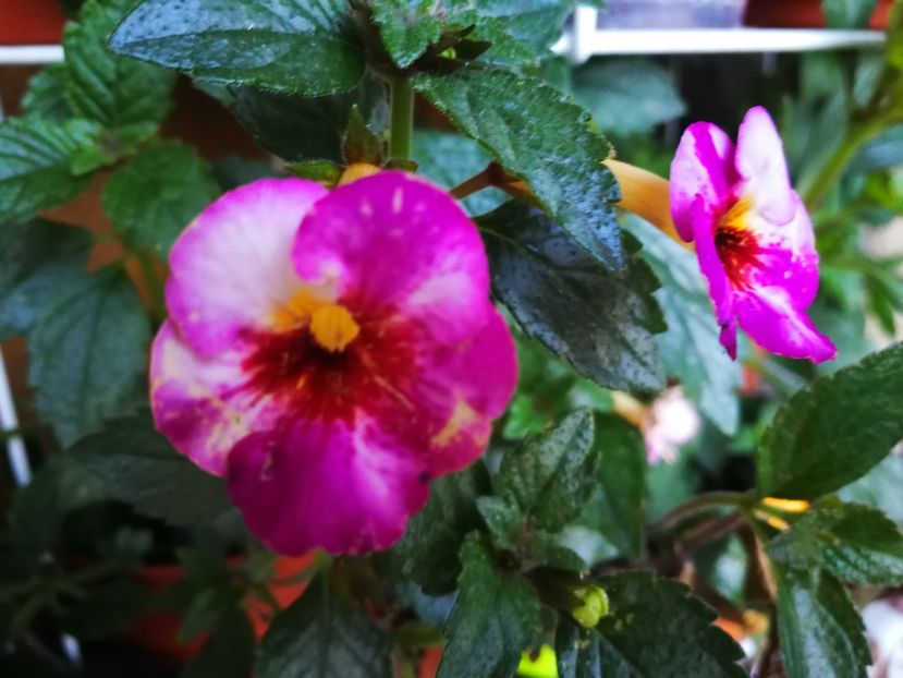  - Achimenes bicolor