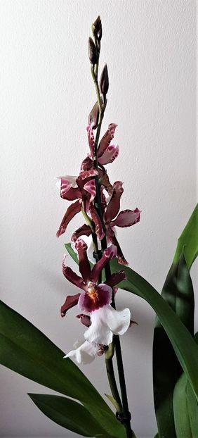  - Oncidium