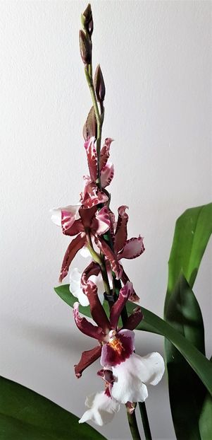 Debutante Fredensbog - Oncidium