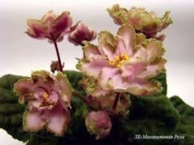 poza net - LE Malakhitovaia Rosa