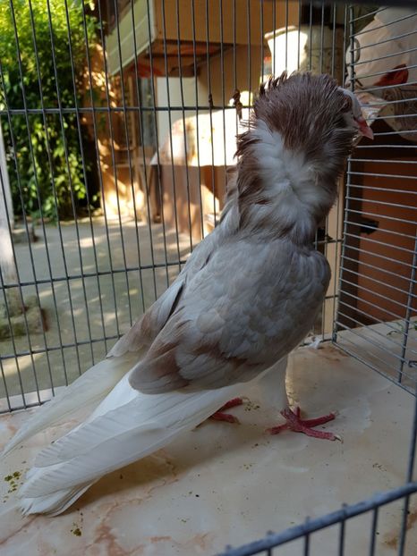  - Tineret capucini 2019