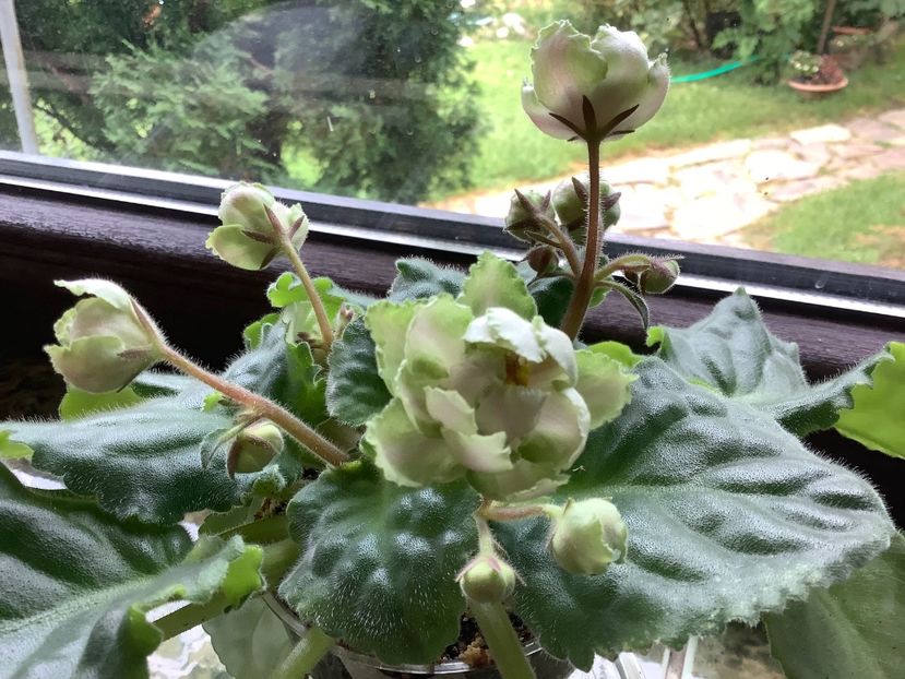  - LE Malakhitovaia Rosa