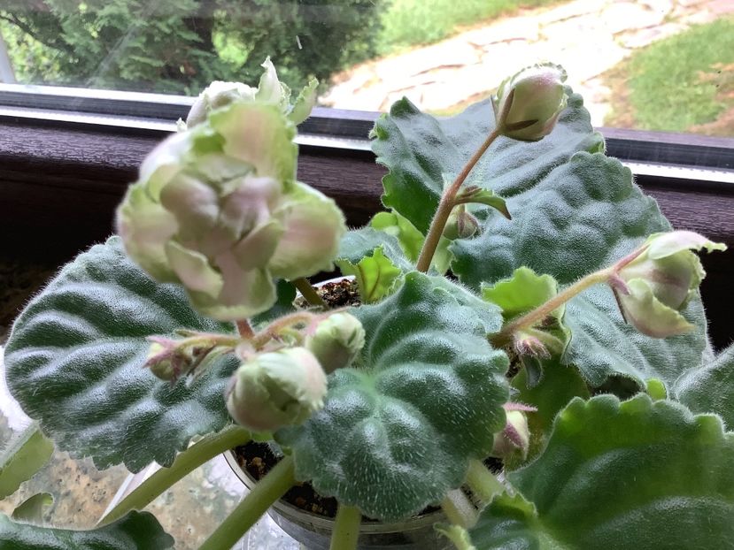  - LE Malakhitovaia Rosa