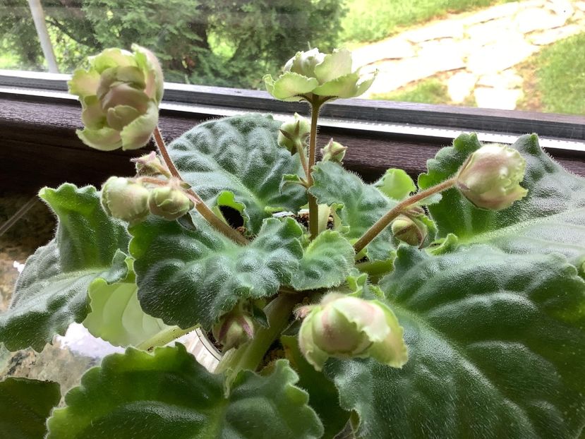  - LE Malakhitovaia Rosa