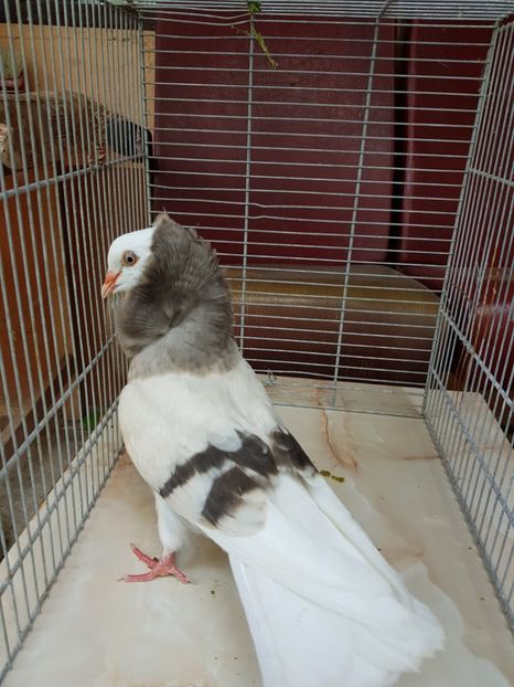  - Tineret capucini 2019