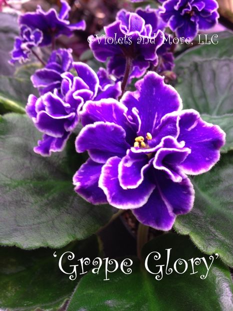  - Grape Glori