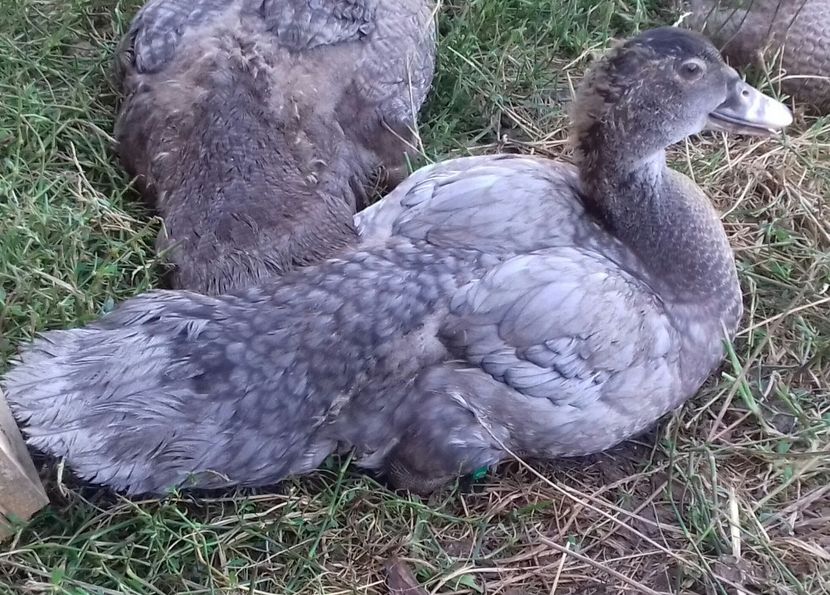 Albastru de...CCA - Bomboane asortate 2019