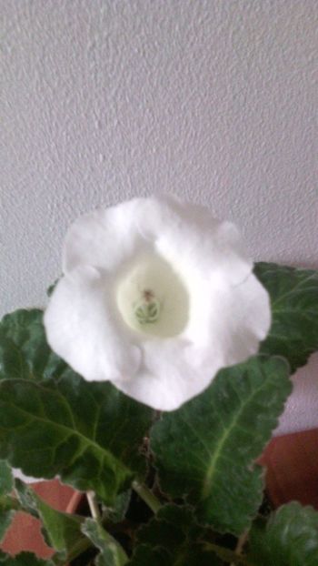  - 1GLOXINIA-2018- 2021
