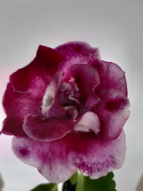  - 1GLOXINIA-2018- 2021