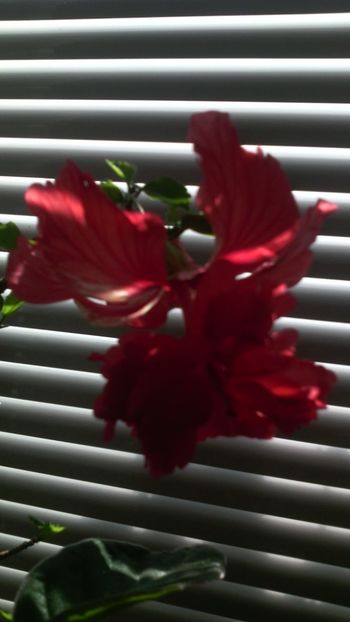  - HIBISCUSI - 2019_2021-2022-2023