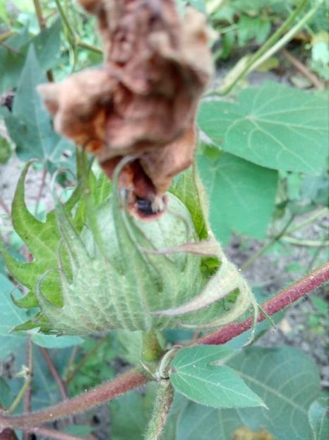  - Z SEMINTE BUMBAC MARON - SEA ISLAND BROWN COTTON