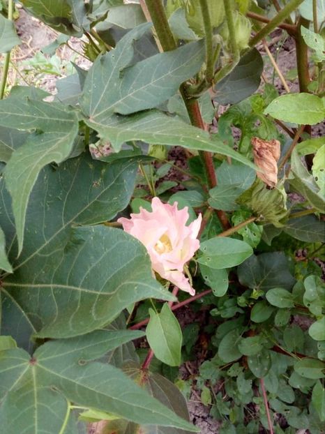  - Z SEMINTE BUMBAC MARON - SEA ISLAND BROWN COTTON