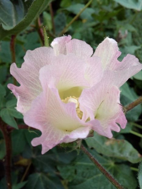  - Z SEMINTE BUMBAC ALB