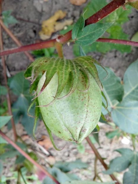  - Z SEMINTE BUMBAC ALB