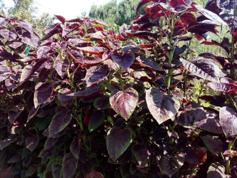  - SEMINTE SPANAC CHINEZESC - D 134 CHINESE MULTICOLOR SPINACH