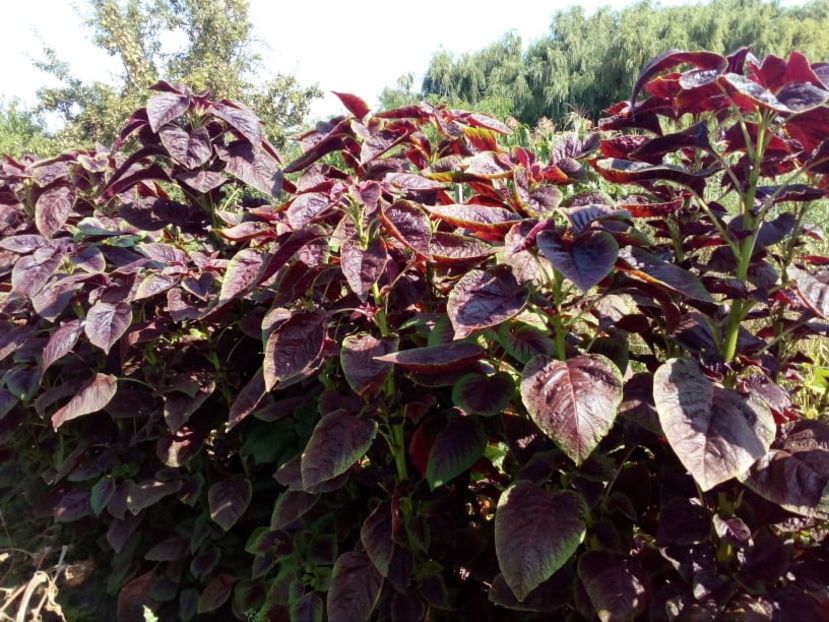  - SEMINTE SPANAC CHINEZESC - D 134 CHINESE MULTICOLOR SPINACH