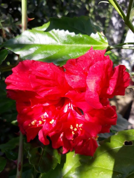  - Classic Red