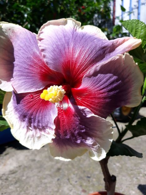  - Tahitian Taui