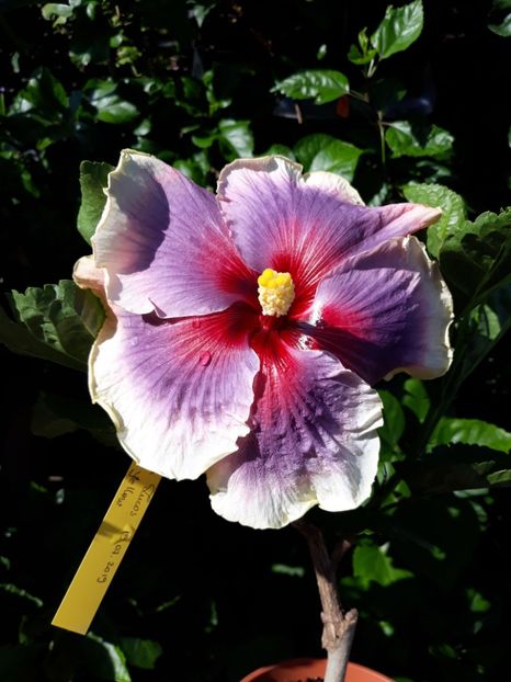  - Tahitian Taui