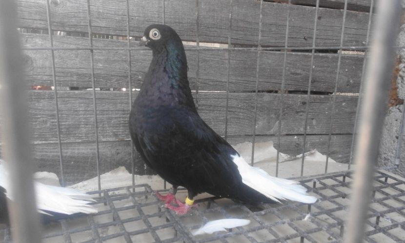  - 6-Negru Codalb Romanesc