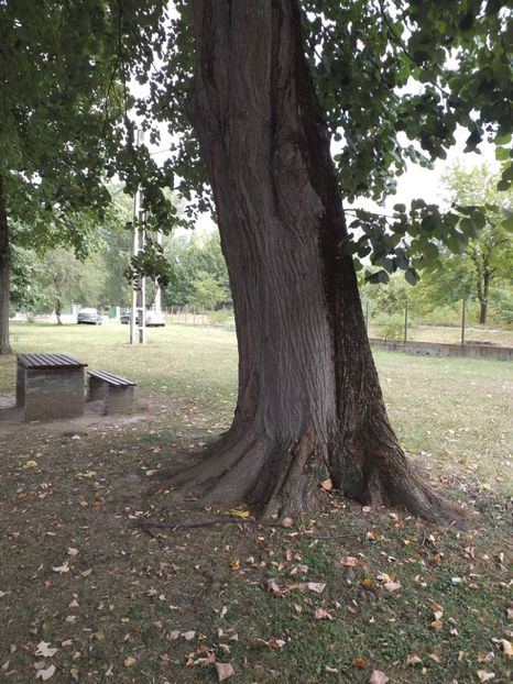  - Mânăstirea Dintr-un Lemn