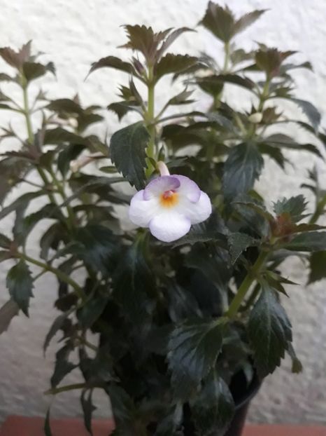 2019 - R20 - Mesange Blanche