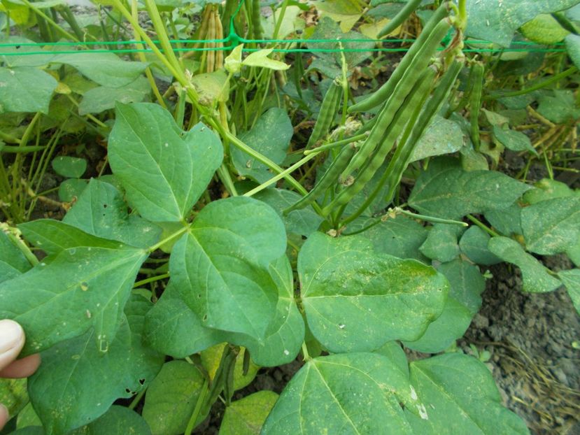  - SEMINTE FASOLE - D 117 ADZUKI BEAN - RED MUNG BEAN