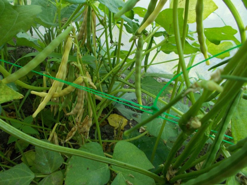  - SEMINTE FASOLE - D 117 ADZUKI BEAN - RED MUNG BEAN