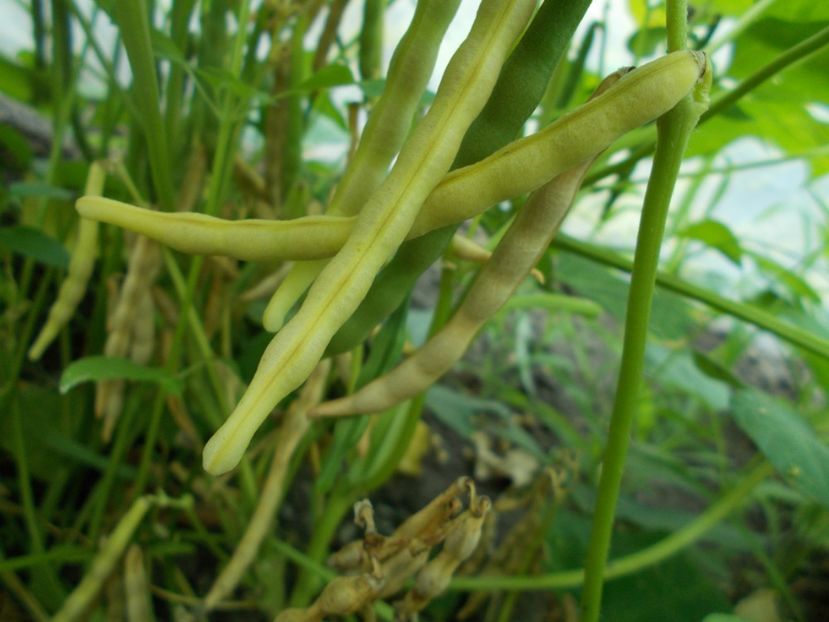  - SEMINTE FASOLE - D 117 ADZUKI BEAN - RED MUNG BEAN