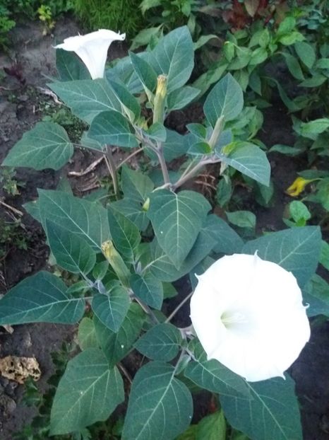  - Brugmasia si datura