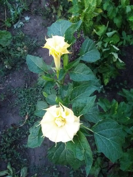  - Brugmasia si datura