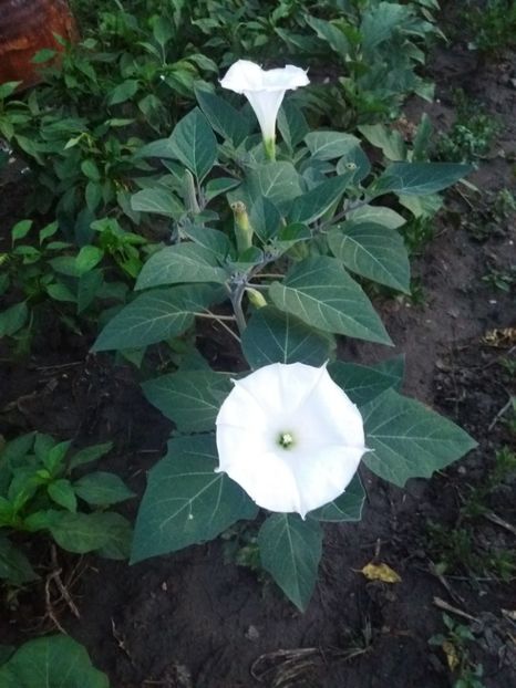  - Brugmasia si datura
