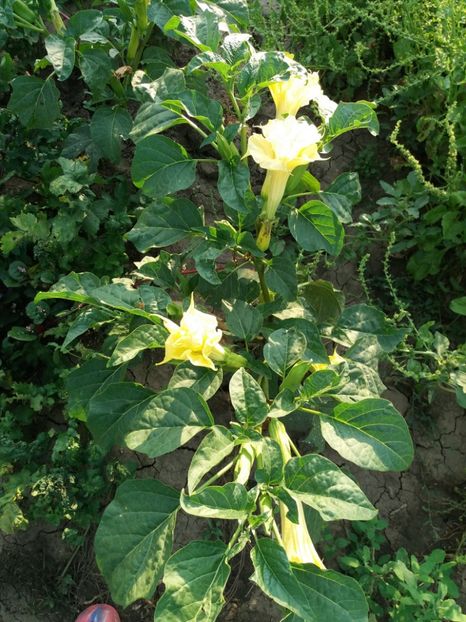  - Brugmasia si datura