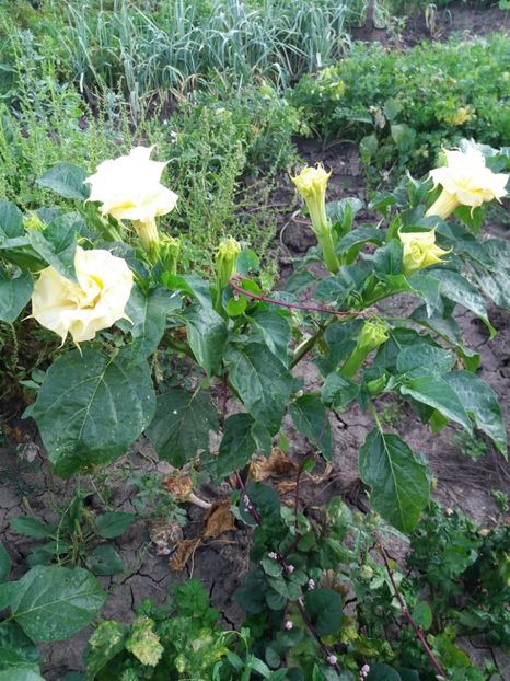  - Brugmasia si datura