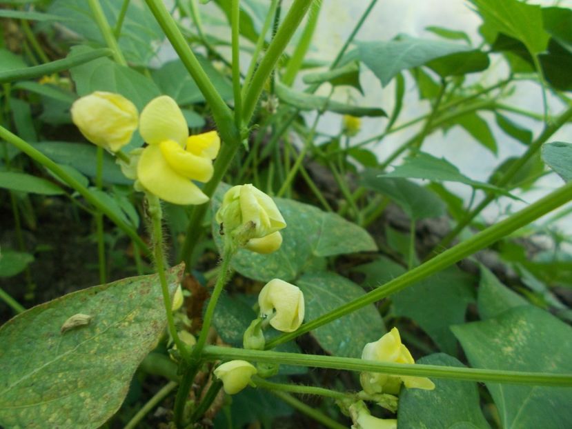  - SEMINTE FASOLE - D 117 ADZUKI BEAN - RED MUNG BEAN