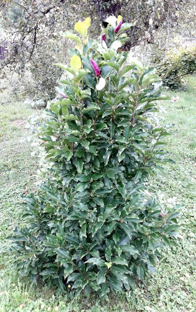  - AAAAA_MAGNOLIA SUSAN 2015_2017_2018_2019_2020_2024_2025