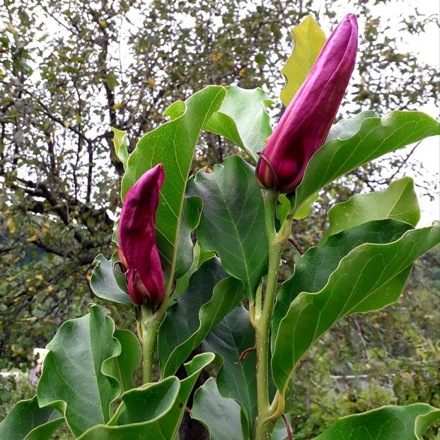  - AAAAA_MAGNOLIA SUSAN 2015_2017_2018_2019_2020_2024_2025