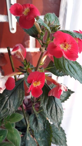  - 10 Achimenes 2019