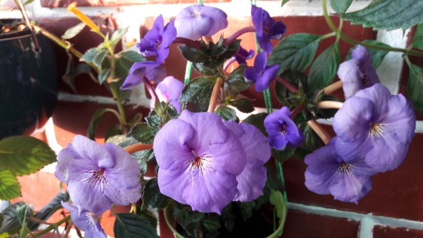  - 10 Achimenes 2019