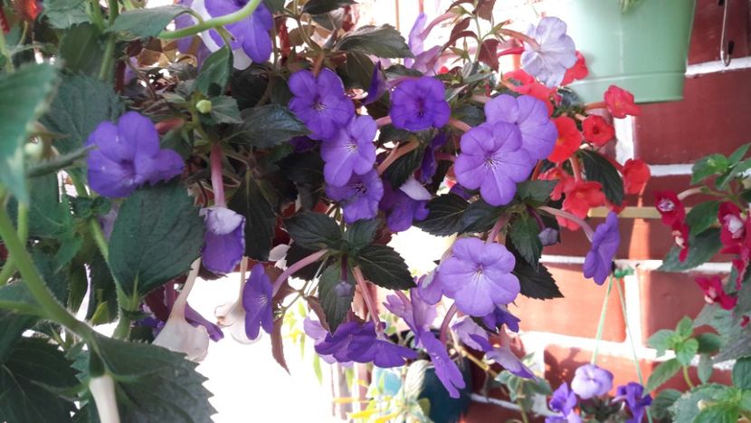  - 10 Achimenes 2019