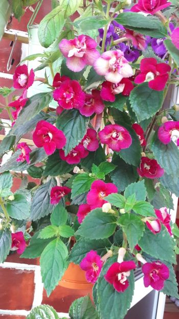  - 10 Achimenes 2019