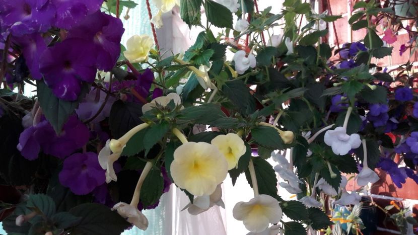  - 10 Achimenes 2019
