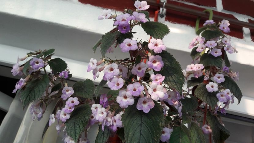  - 10 Achimenes 2019